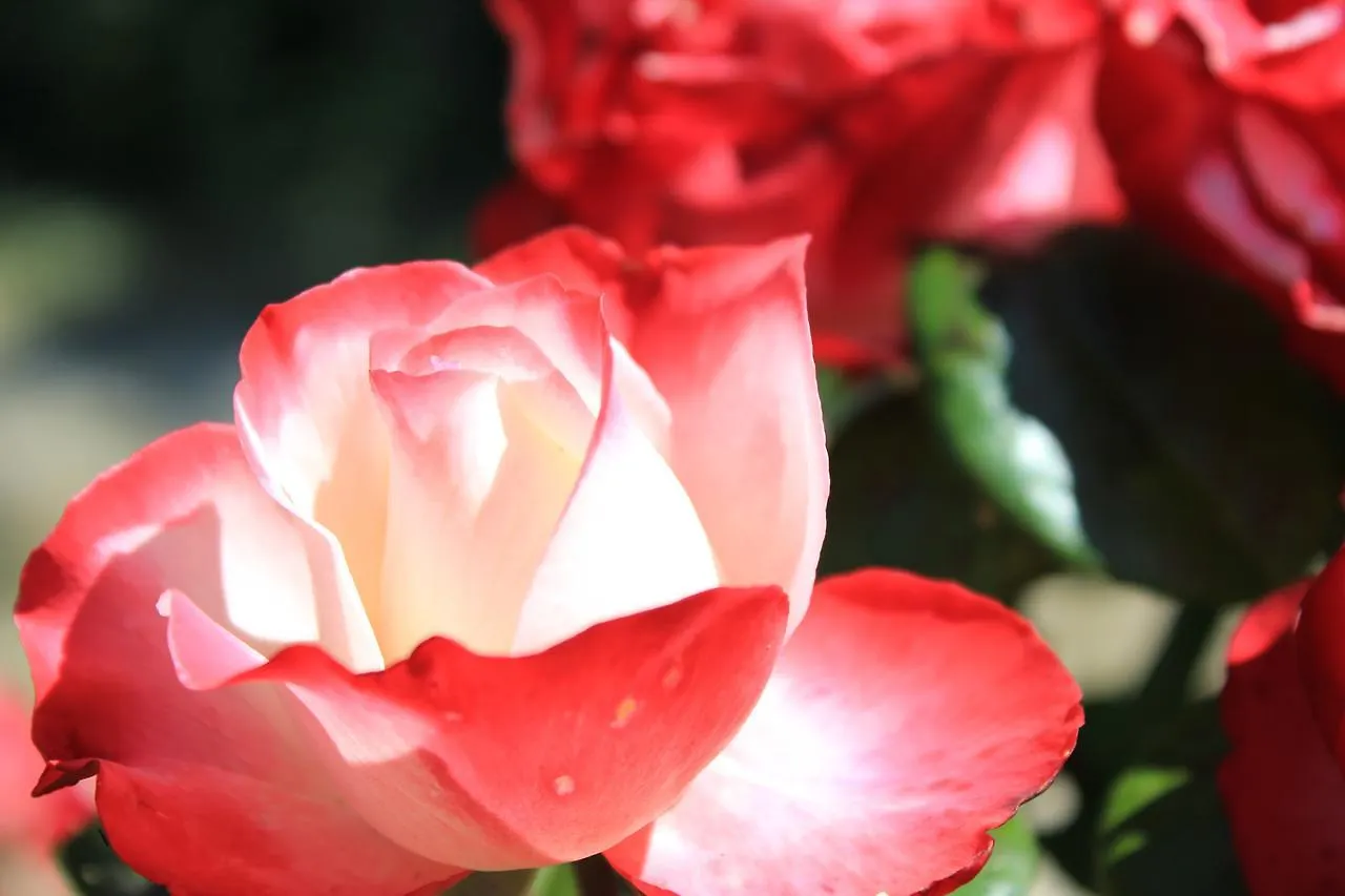 Tenuta Le Viste Bed & Breakfast Scandicci